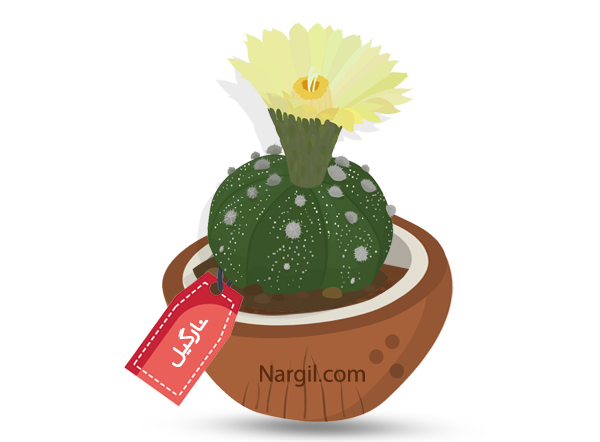  Nargil - Sand Dollar Cactus